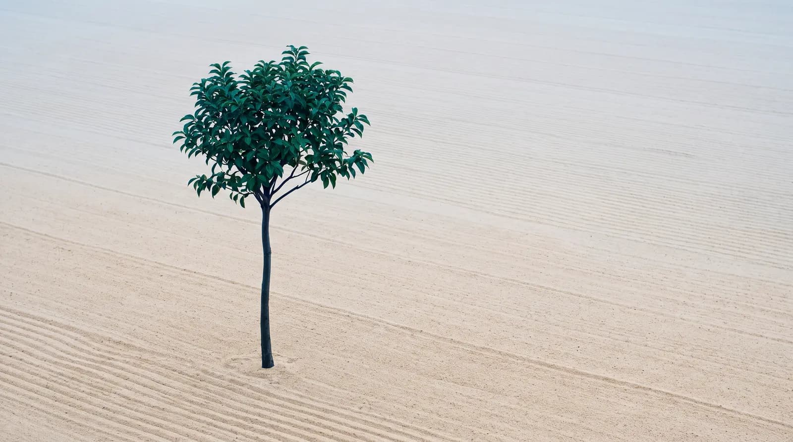 A single small green tree standing on raked pale sand that runs to a hazy horizon