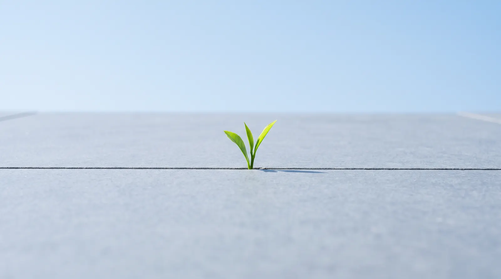 A green seedling with two leaves pushing up through the joint between two concrete slabs against a pale sky